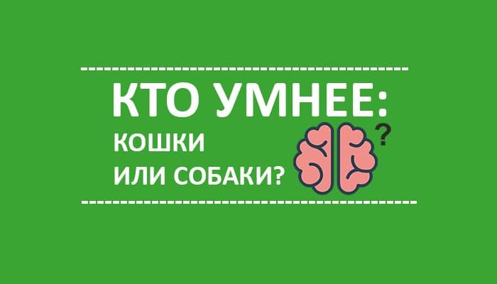 Собаки или кошки: кто умнее